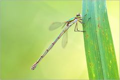 Lestes viridis