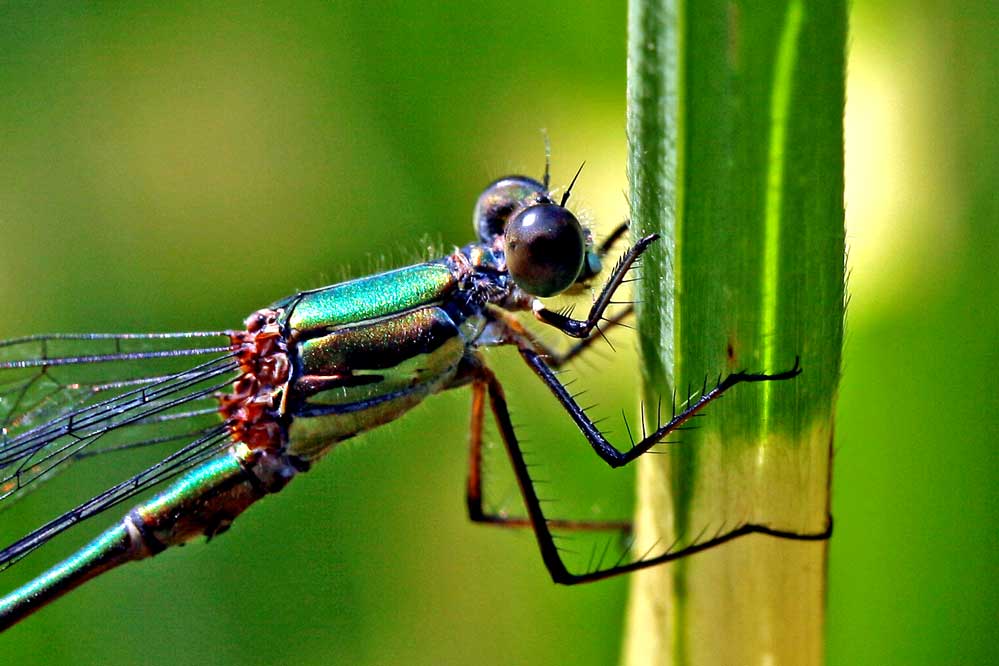 Lestes viridis - an - miscanthus sinensis strictus