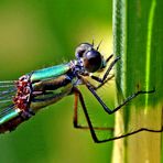 Lestes viridis - an - miscanthus sinensis strictus