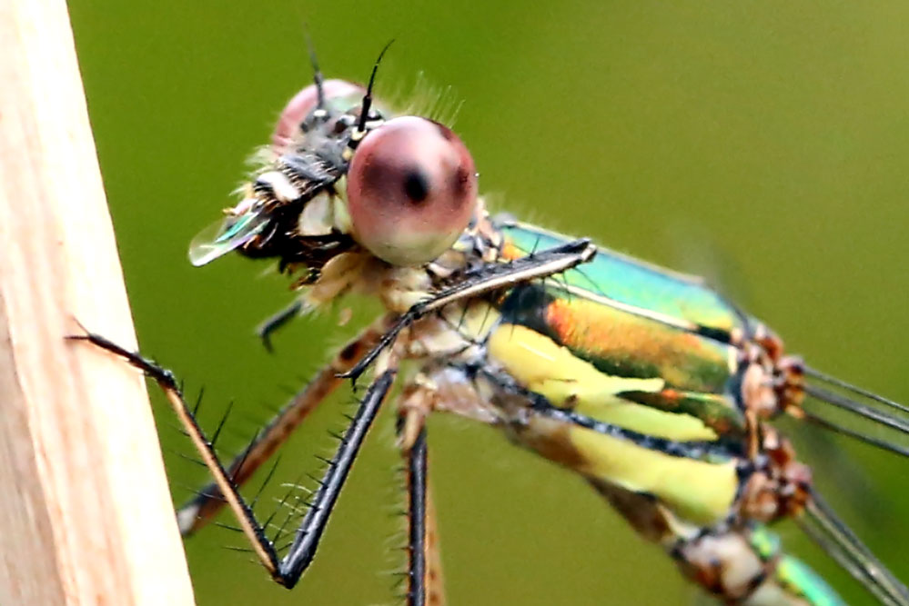 Lestes viridis - Beim Speisen ...