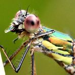 Lestes viridis - Beim Speisen ...