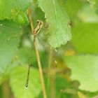 Lestes viridis die erste dieses Jahr !