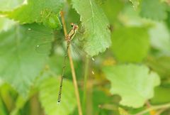 Lestes viridis die erste dieses Jahr !