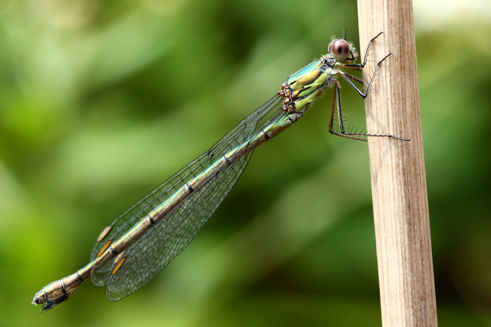 Lestes viridis