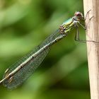 Lestes viridis