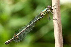 Lestes viridis