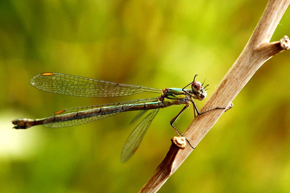 Lestes viridis - grüßt alle fc'ler zum neuen Jahr -