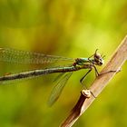 Lestes viridis - grüßt alle fc'ler zum neuen Jahr -