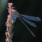 Lestes viridis im Gegenlicht