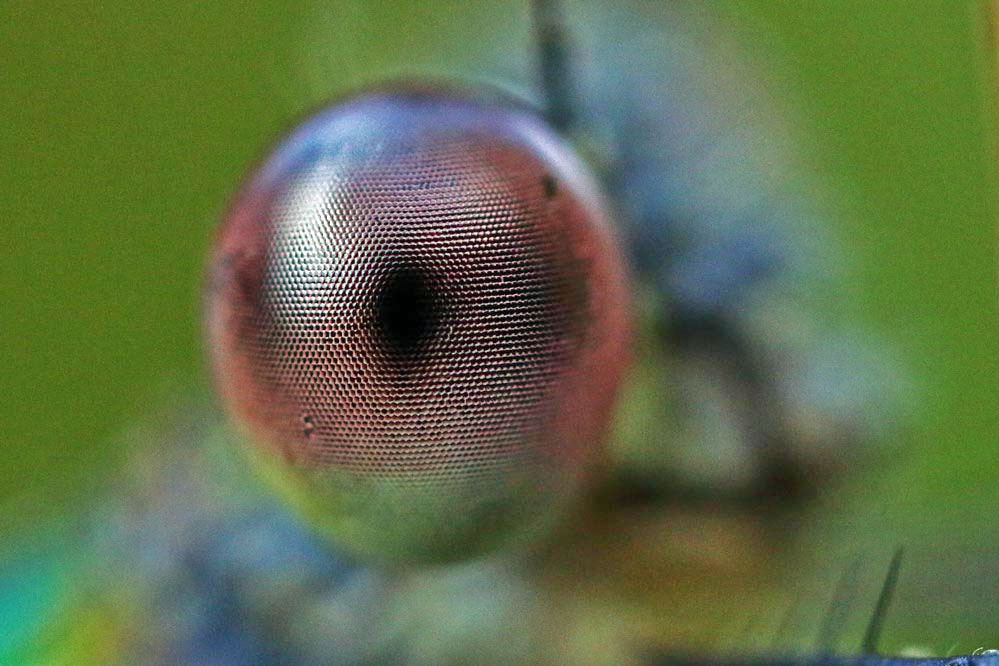 Lestes viridis - is watching you -