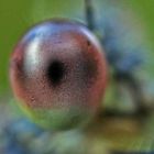 Lestes viridis - is watching you -