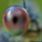 Lestes viridis - is watching you -