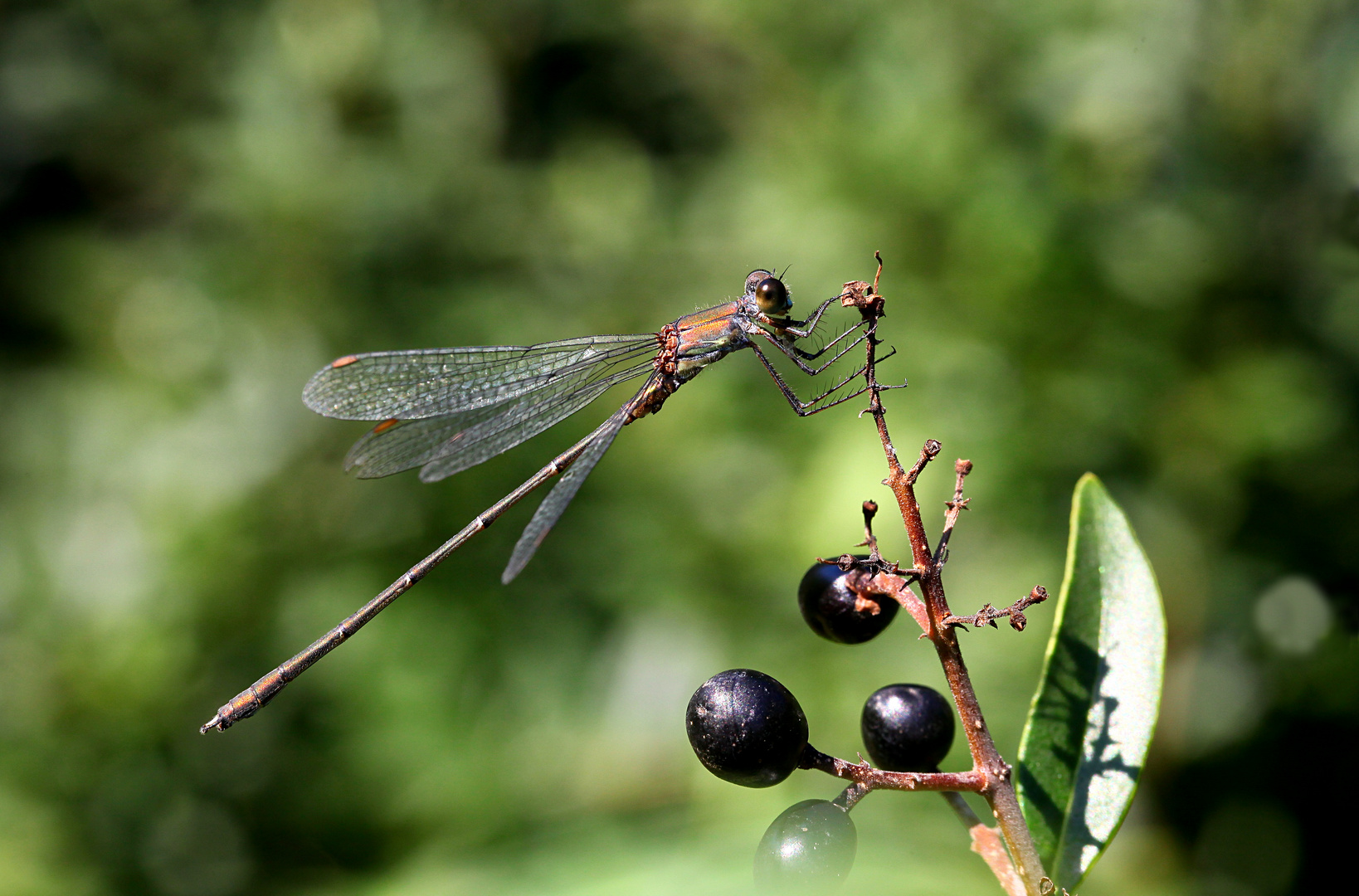 Lestes viridis, Weidenjungfer