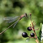 Lestes viridis, Weidenjungfer