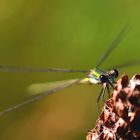 Lestes viridis, Weidenjungfer, Portrait