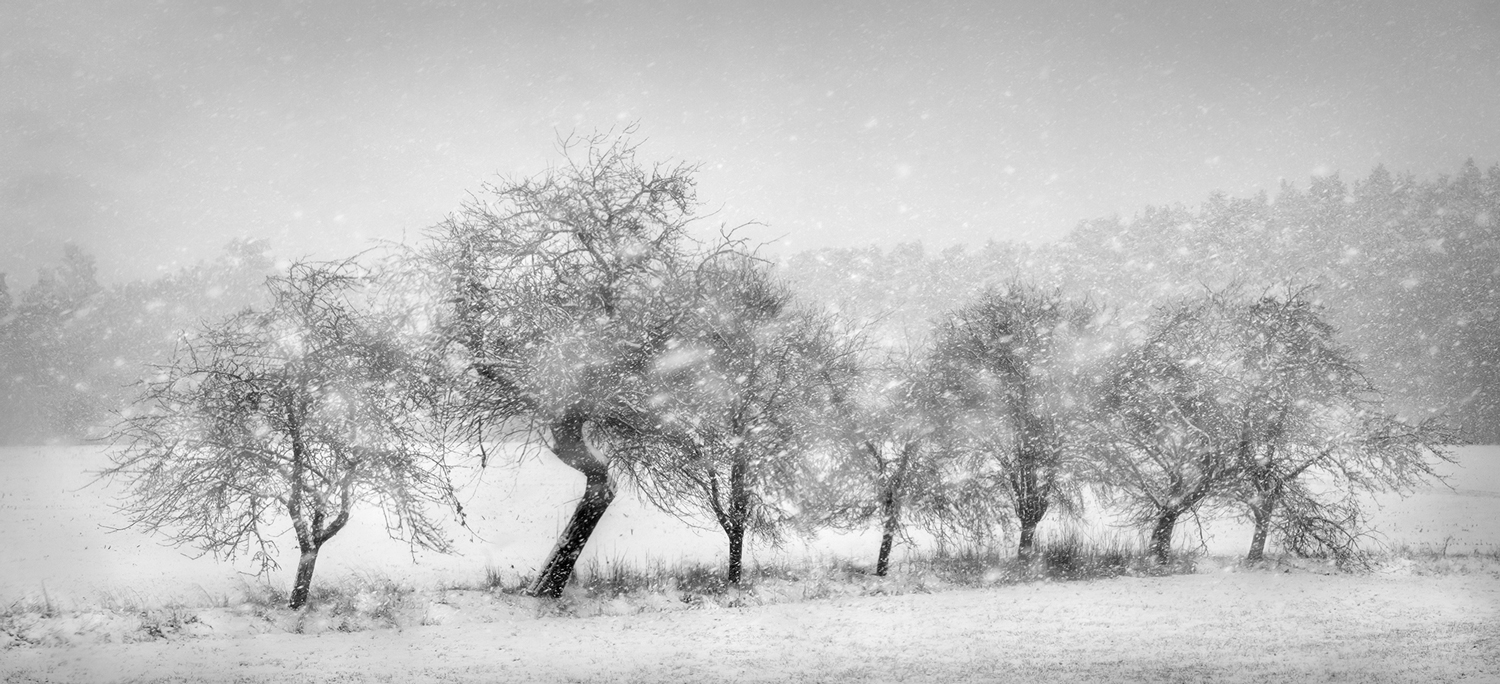 LET IT SNOW [01|BW]