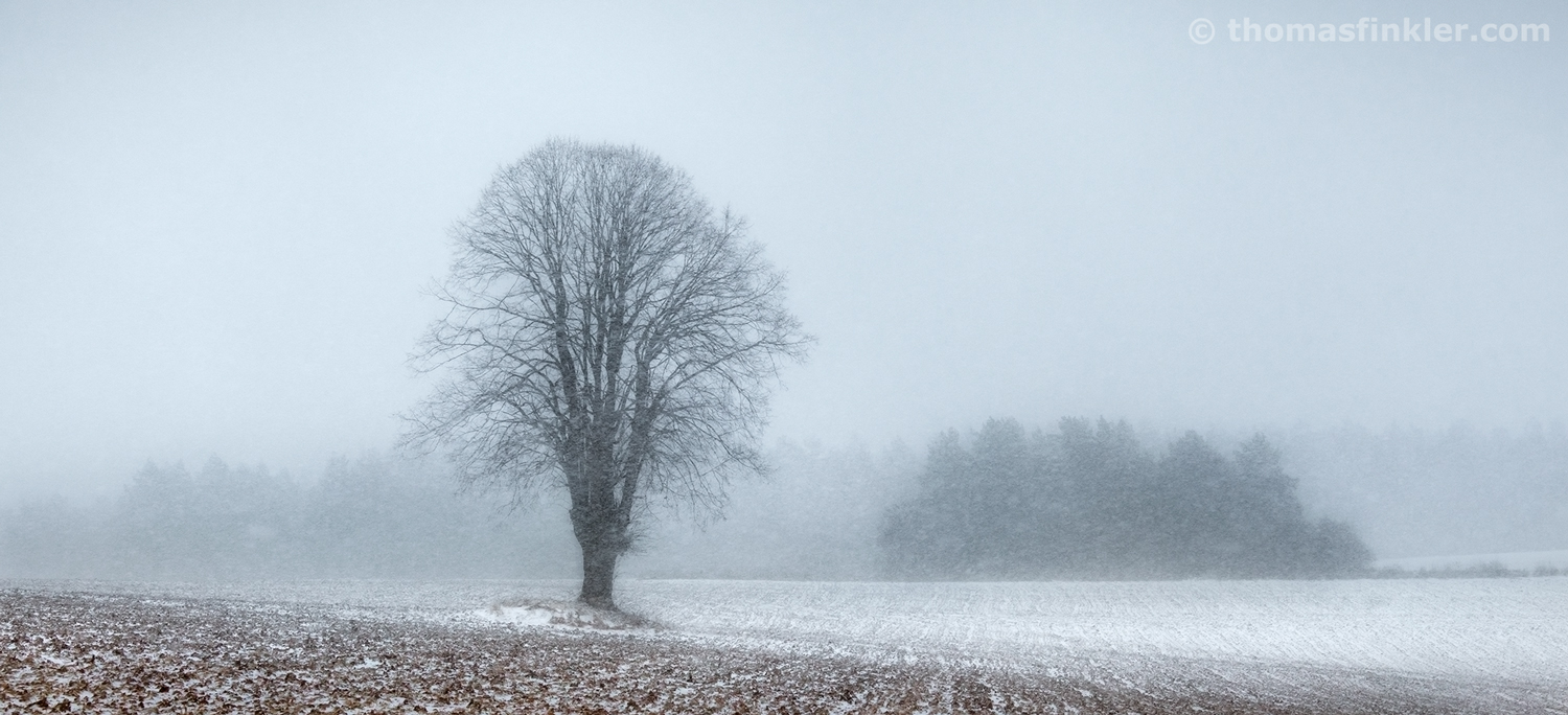 LET IT SNOW [02|COLOR]