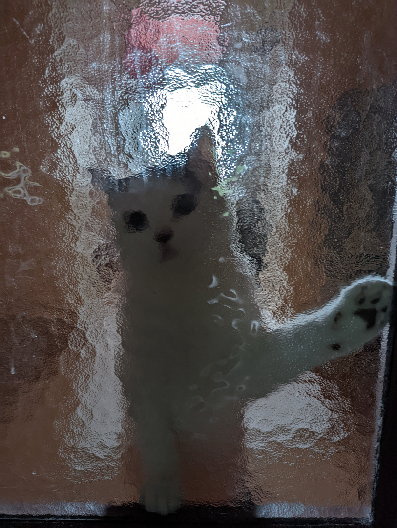 Let me in 