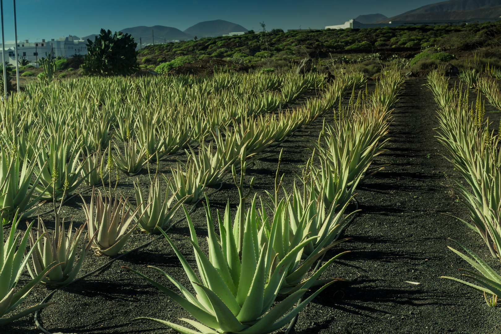 let me take u down, 'cause i'm going to - aloe fields....