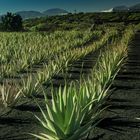 let me take u down, 'cause i'm going to - aloe fields....