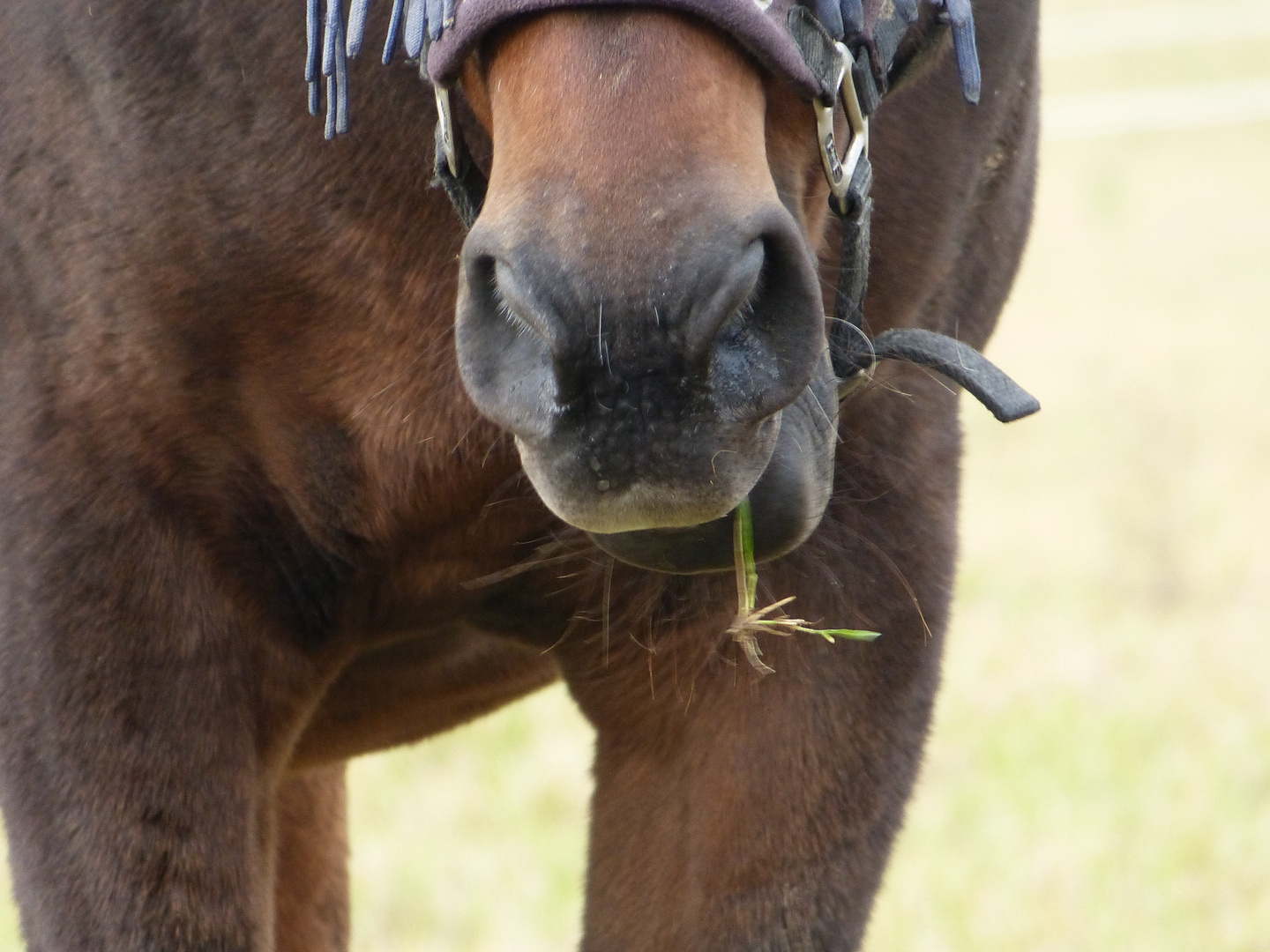 Let the green Gras.....