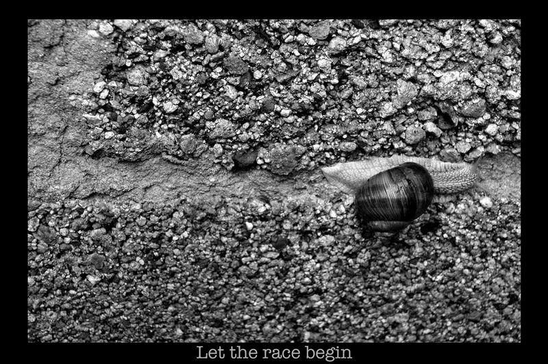 Let the race begin / Schnecke