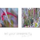 Let your dreams fly II