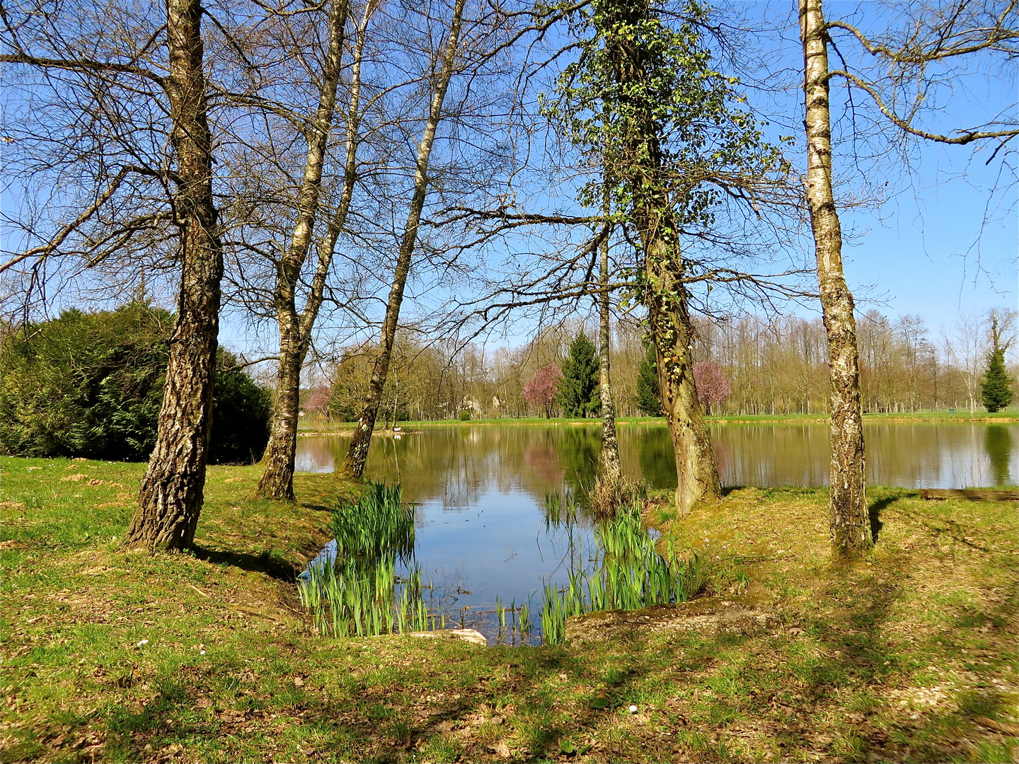 ... l´etang à Foucherans !!!...