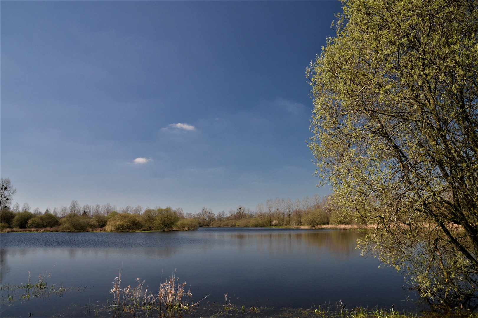 L'étang au printemps