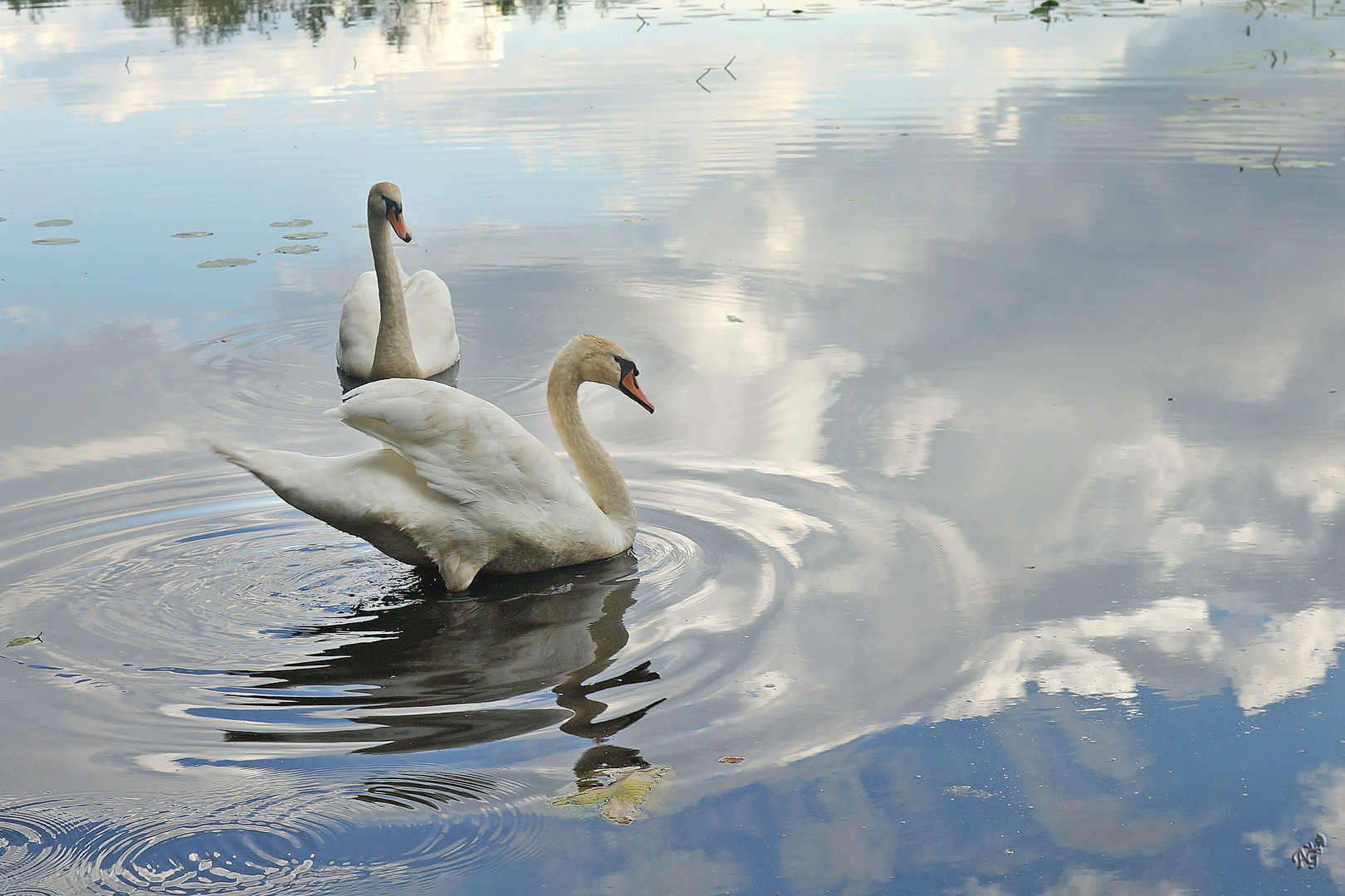 L'étang aux cygnes