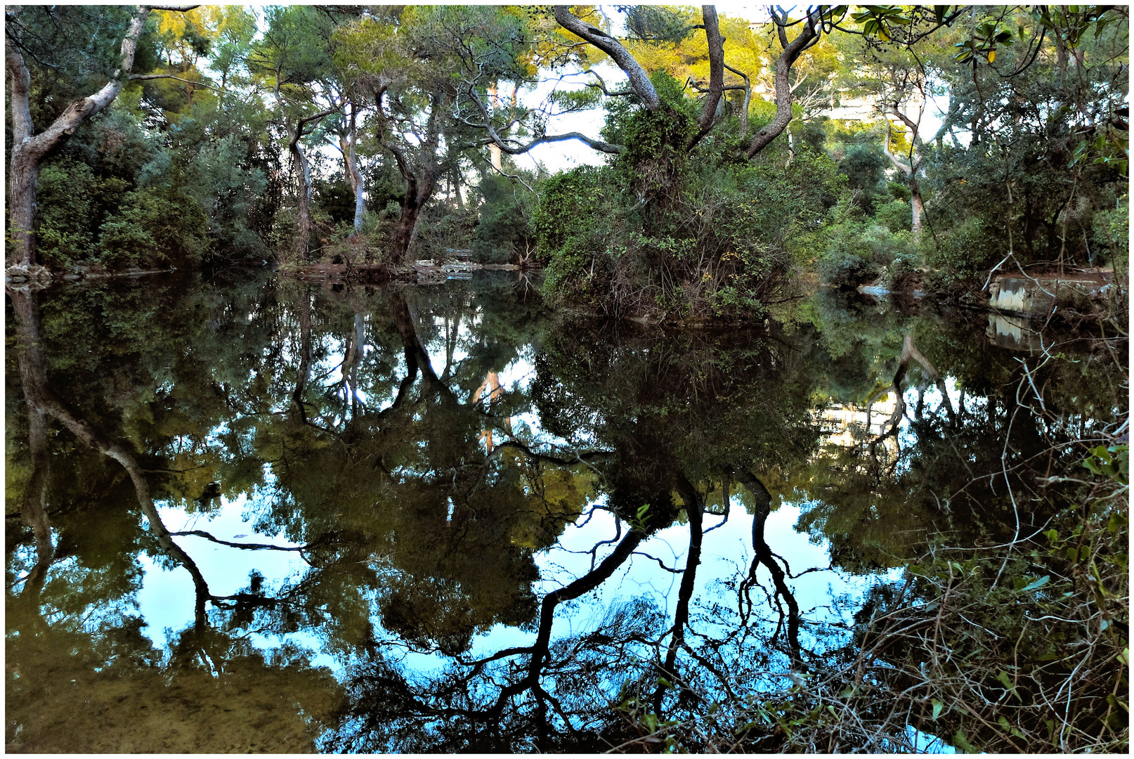 L'étang aux reflets