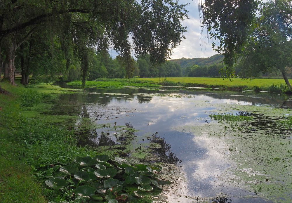 L’étang dans le vert 