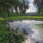 L’étang dans le vert 