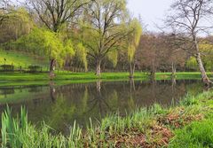 L’étang et ses reflets printaniers