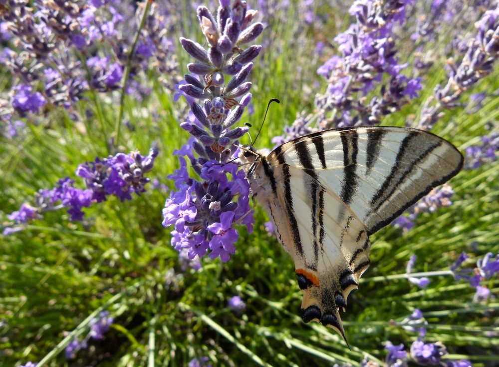 *l'été*