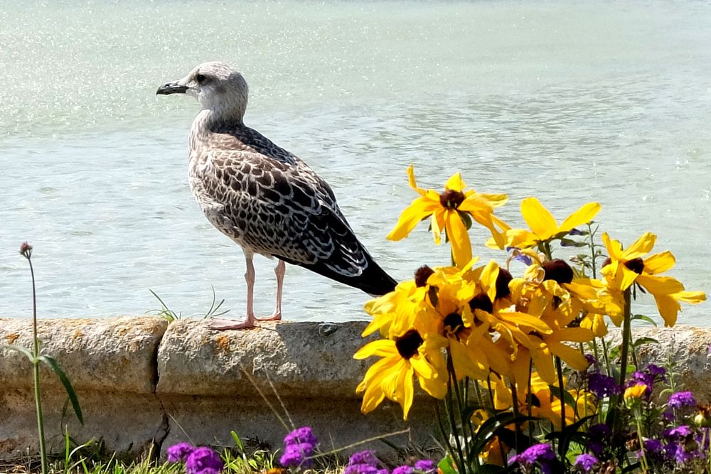 L'été au parc (5)