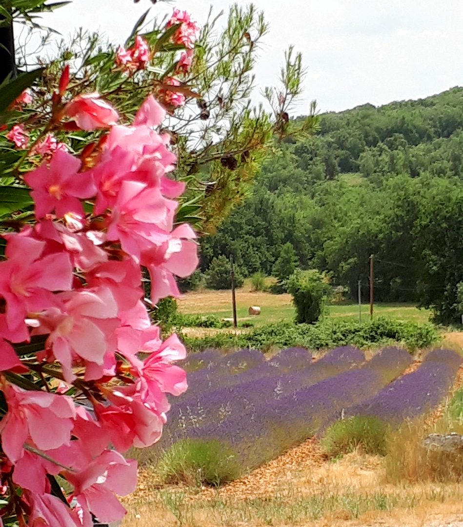 L'été dans le Gard ....