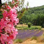 L'été dans le Gard ....