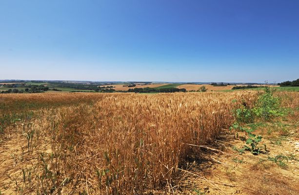 L’été dans le Gers