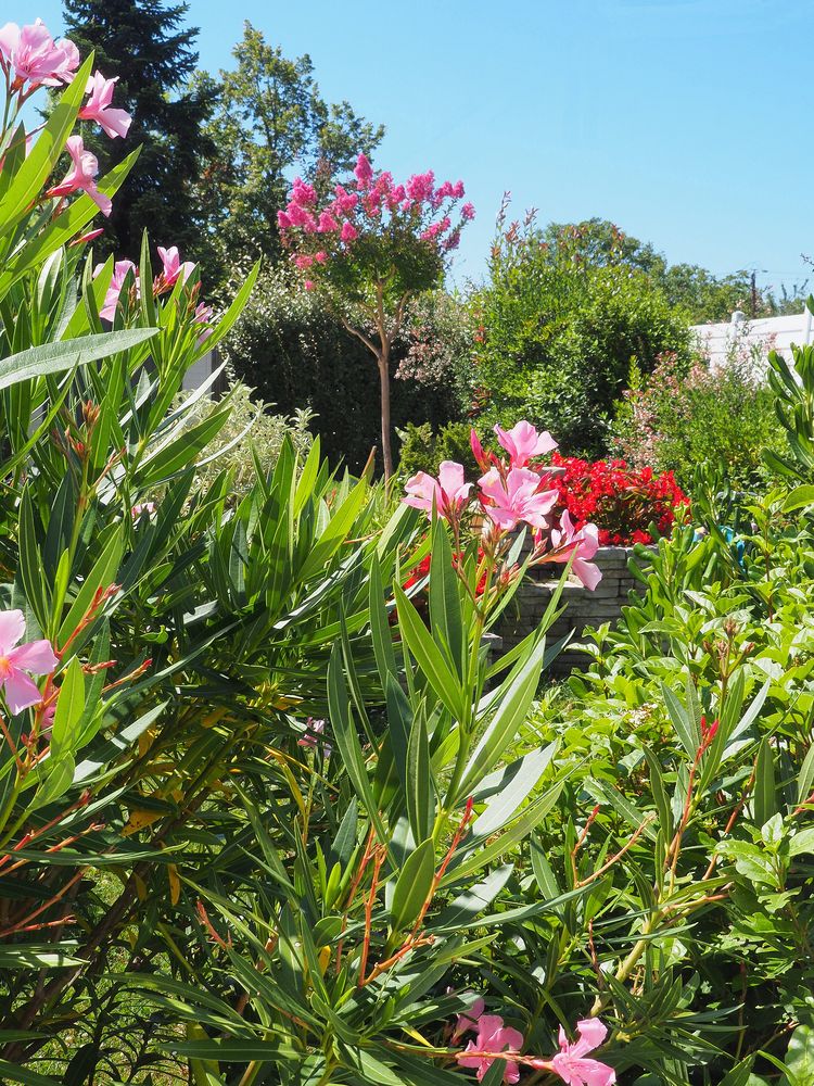 L’été dans le jardin