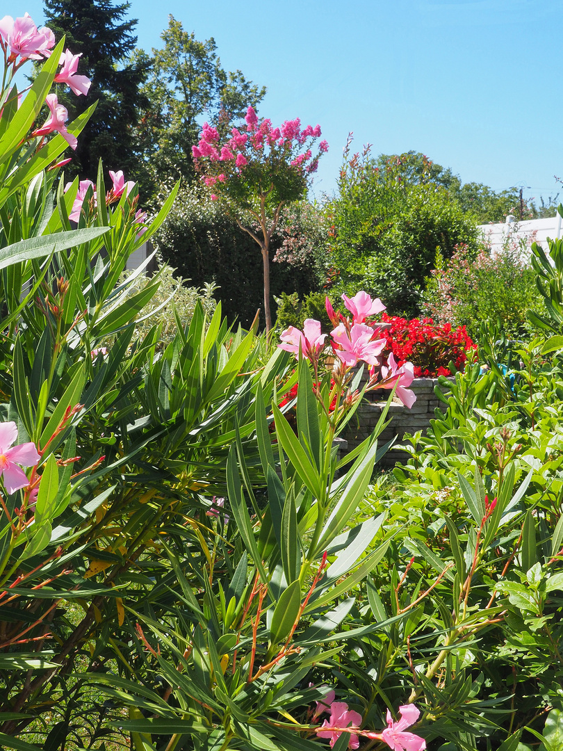 L’été dans le jardin