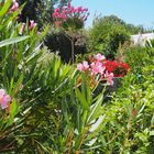 L’été dans le jardin