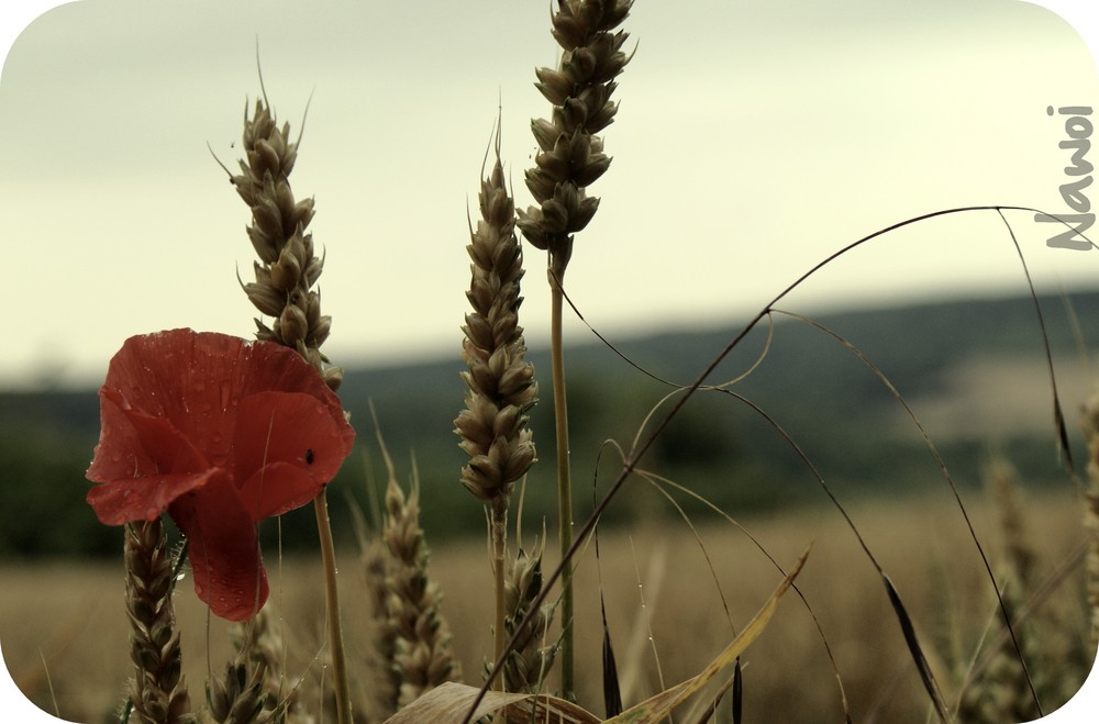 L'été dans les blés