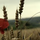 L'été dans les blés