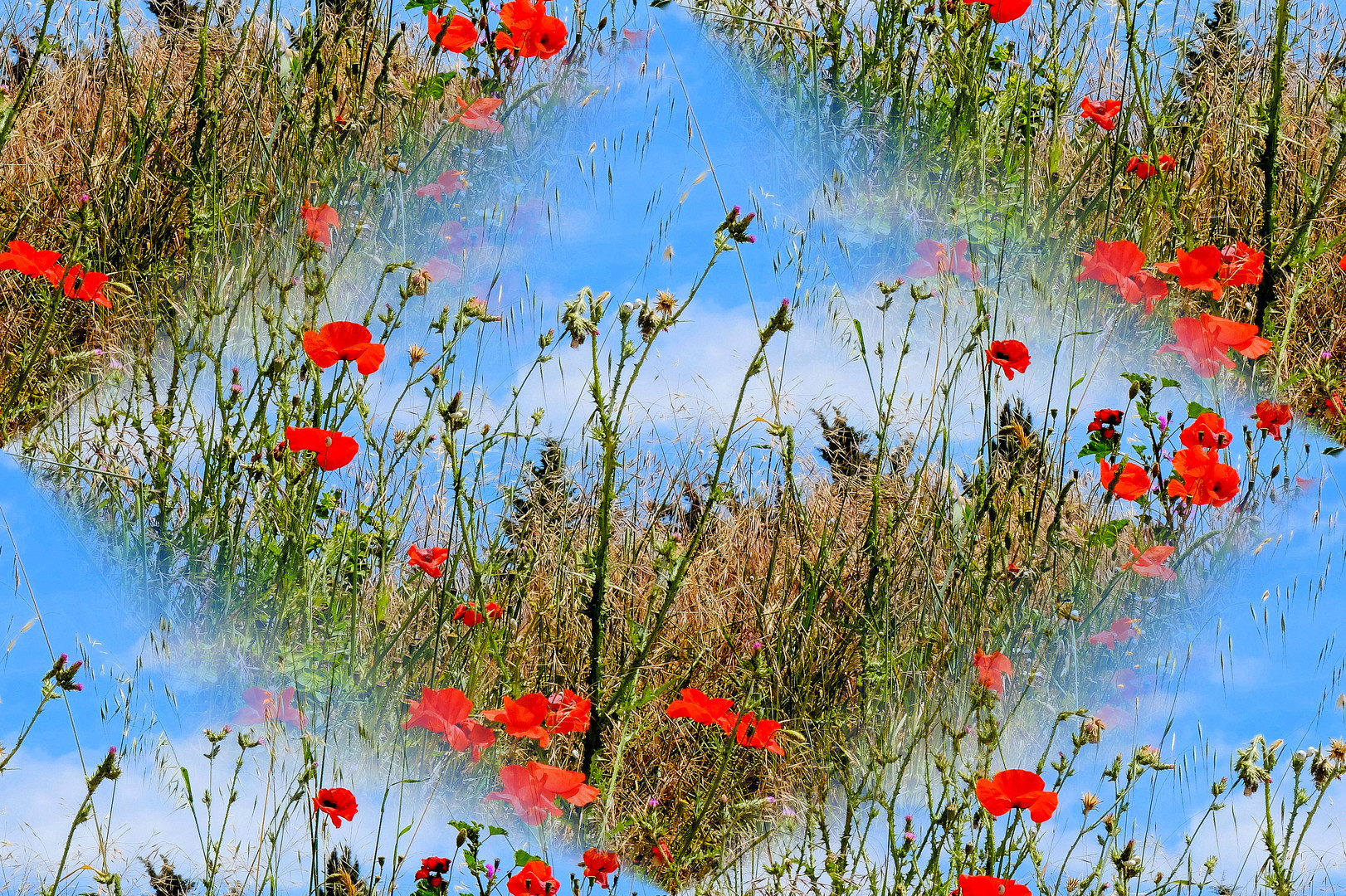 L'été dans les yeux...