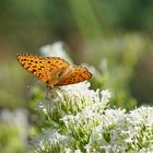 l'été des papillons .....