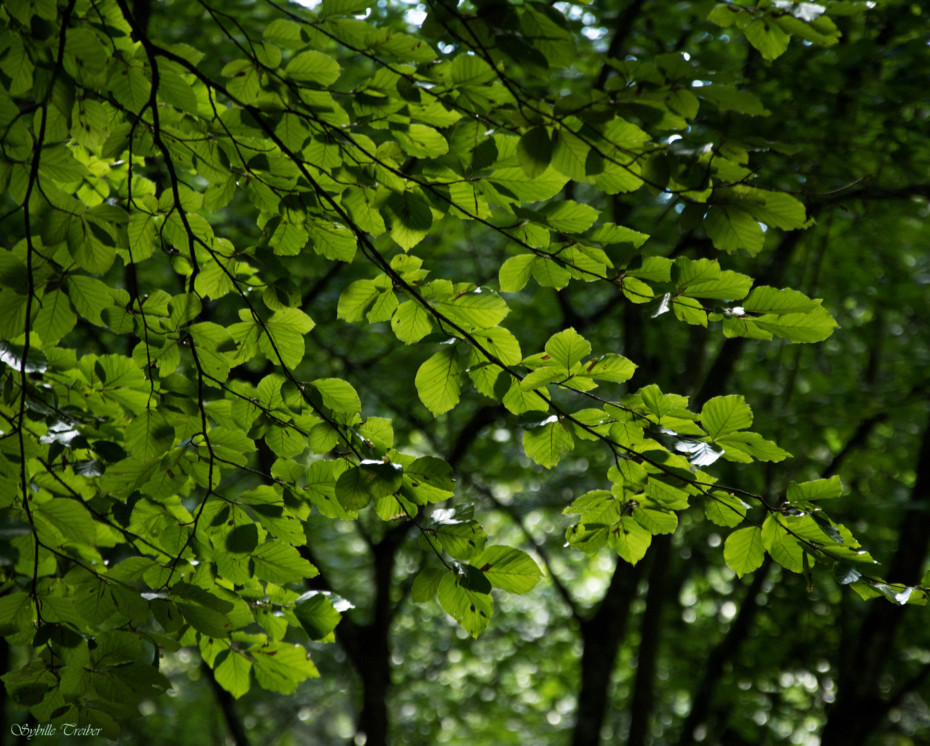 L'été en Jura Souabe