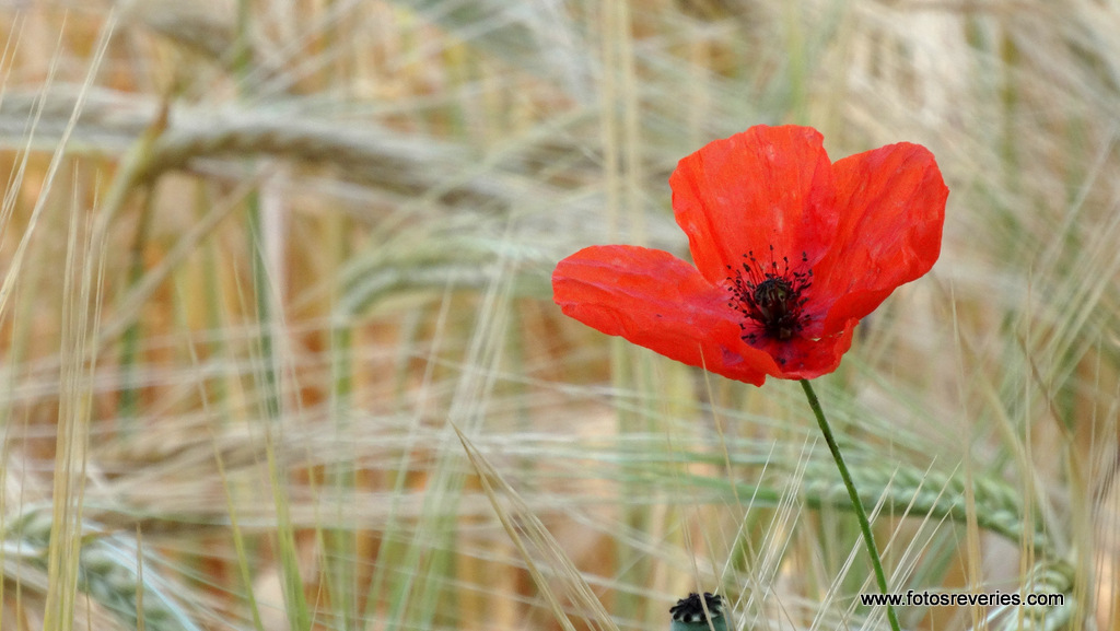 L'Eté en Provence