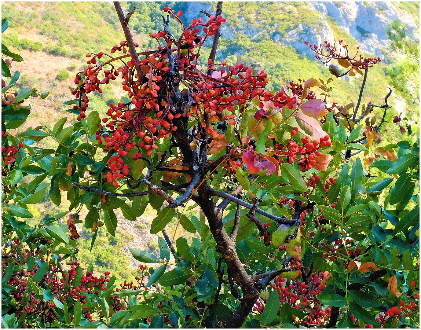 L'été Indien photo et image les saisons, automne, arbres Images