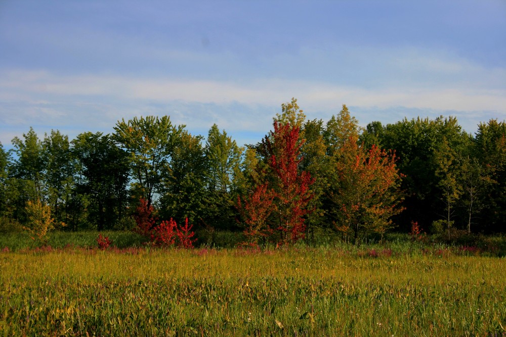 L'été Indien (Québec) von Elodie S. 